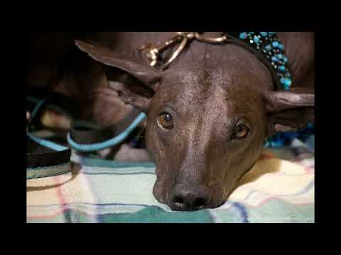 Temperament of the Peruvian Hairless Dog