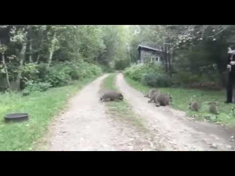 Man plays flute to raccoons