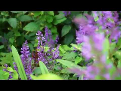 33 Tinopai Road, Titirangi