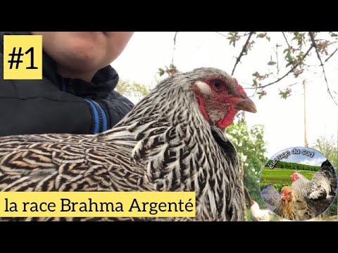 , title : 'Présentation de La poule Brahma perdrix Maillet Argenté'