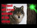 THE WOLF WILL NEVER PERFORM AT THE CIRCUS