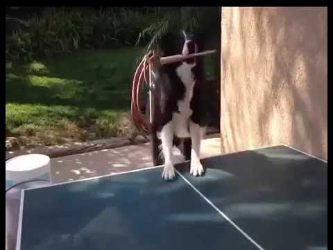 Top 10 funny cats clips - very funny cats -