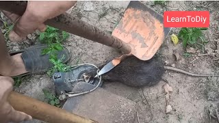 How to release a trapped RAT from BLACK CAT TRAP @learntodiy