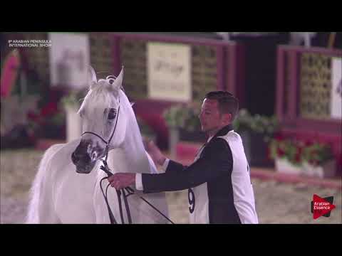 N.119 NOOF AL WAAB - 2019 Qatar Int. Peninsula show - Mares 4 to 6 years old (Class 7B)