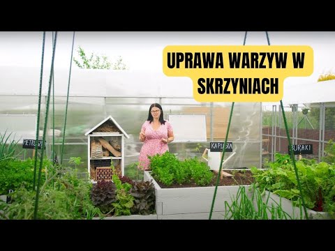Uprawa warzyw w grządkach podwyższonych