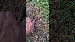 How to catch a snake bare handed