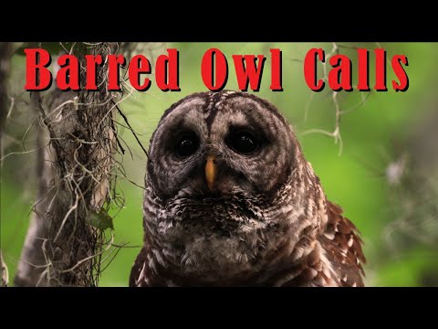 Natures Best Sounds - Barred Owls Hooting