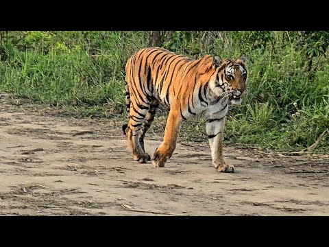 Gypsy ke Bilkul Paas Aayi Tigress!  Dhikala Khinanauli Close Encounter ! 1 Din, 2 Baar Tigress! 
