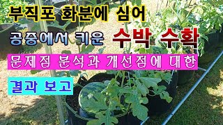 [텃밭농부 1,613]  부직포화분에 심어 공중에서 재배한 수박 수확. 실험재배 결과 보고. #수박재배
