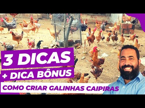 , title : 'COMO CRIAR GALINHAS CAIPIRAS 3 DICAS SIMPLES PARA VOCÊ'