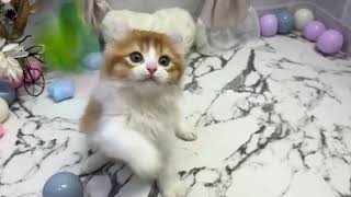 アメリカンカールの動画01