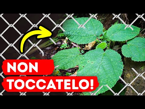 Se vedete questa pianta, NON FARLO mai + Altri pericoli NASCOSTO