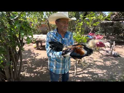 Fighting roosters from Aguascalientes EL SERCO