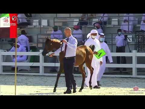 N.8 BANAFSAJ ALYAH - UAE National Championship 2020 - Yearling Fillies (Class 1A)