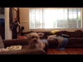 Spy Dog K9