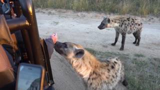 Close Hyena Encounter