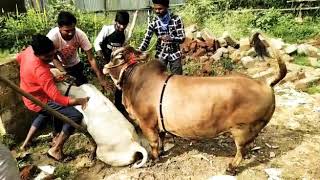 Download lagu punganur bull and cow matting mp3 Download lagu punganur bull and cow matting mp3