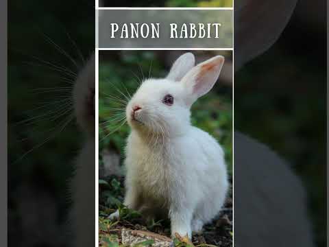 , title : 'The Rare and Unique Pannon Rabbit : Facts About This Special Bunny Breed! #usa #viral #pets #rabbit'