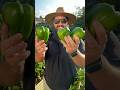 Harvesting Giant Bell Peppers! #texasgarden #garden #texasgardeners #peppers #gardening