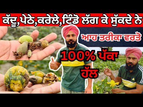 ਕੱਦੂ,ਕਰੇਲੇ,ਪੇਠੇ ਸੁੱਕ ਕੇ ਨਹੀਂ ਡਿਗਦੇ 100%Result|Why Pumpkin Fruit Drop|Stop Fruit Drop