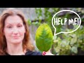 What Your Citrus Leaves Are DESPERATELY Trying to Tell You