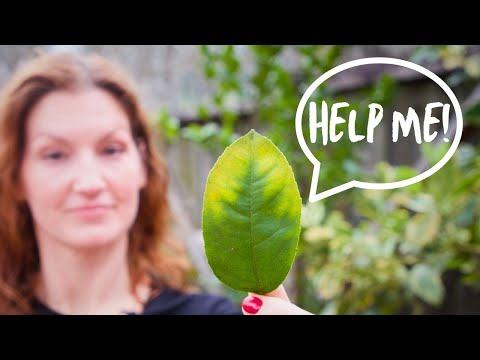 What Your Citrus Leaves Are DESPERATELY Trying to Tell You