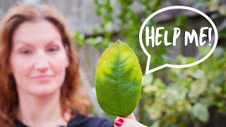 What Your Citrus Leaves Are DESPERATELY Trying to Tell You