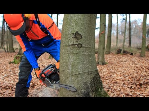 Felling a tree - safely and correctly, Part 1: Basics
