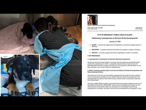 Bay Area veterinarians report spike in deadly, contagious disease affecting dogs