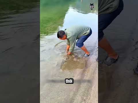 Bí Mật Bắt Ba Ba Bằng Dép Tổ Ong!