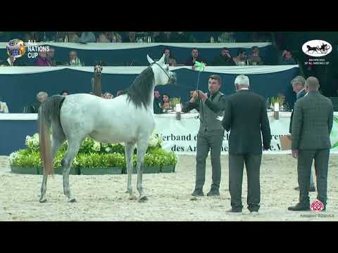 N 83 AJ AL BRRAQAH AL KHAMISAH   AACHEN 2022   38° All Nations Cup   Fillies 3 Years Old Class 5B