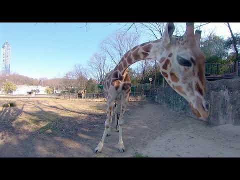 動物園の仲間「アミメキリン」のスペシャル動画サムネイル1