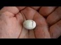 Baby Bird Egg Hatching 