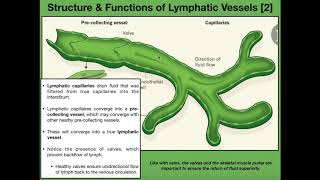 Anatomy & Physiology of the Lymphatic Vessels