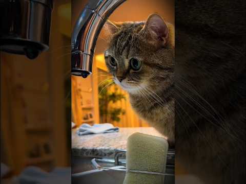 Gatos🐈 Divertidos😂y Traviesos😮#funny #gatos #cat #humor #funnycats #parati #animales #fyp