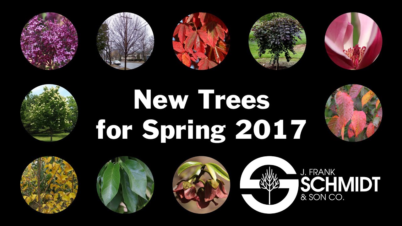 New Trees 2017