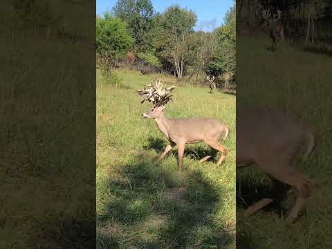 Giant droptine buck !! #antlers #deerstags #deerhunting #livestream #deerhunt #hunting #deerhunter