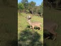 Giant Droptine Buck Antlers Deerstags Deerhunting Livestream Deerhunt Hunting Deerhunter