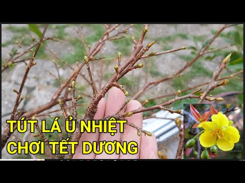 🔴 QBS22324 - TÚT LÁ Ủ NHIỆT CHƠI TẾT DƯƠNG LỊCH | CÁCH CHĂM CÂY MAI MIỀN BẮC NỞ HOA ĐÚNG DỊP TẾT ÂM