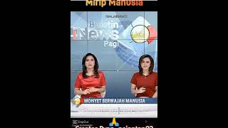 Download lagu news!! monkeys look like humans#funny memes#makes you laugh#shorts mp3