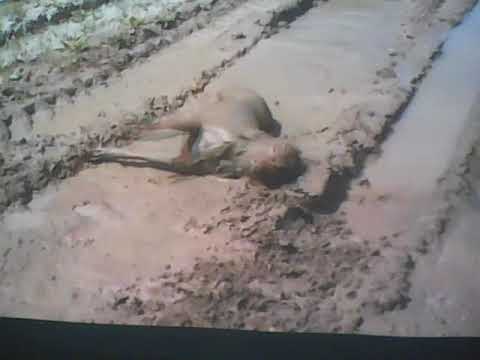 Dogs chemistry and being happy to learn CHEMISTRY FHCHS