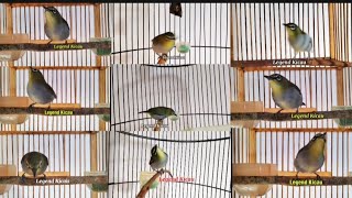 Download lagu Suara pleci ribut terapi pleci macet bunyi || suara pleci koloni pancingan pleci cepat mapan mp3 Download lagu Suara pleci ribut terapi pleci macet bunyi || suara pleci koloni pancingan pleci cepat mapan mp3