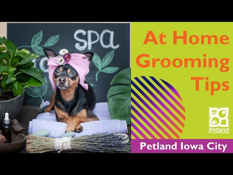 Grooming Tips For The Pet Owner