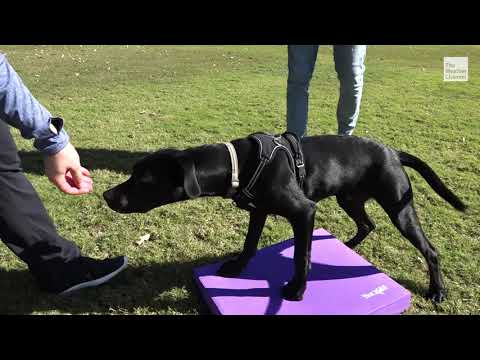 Taking Care of Your Dog in the Winter