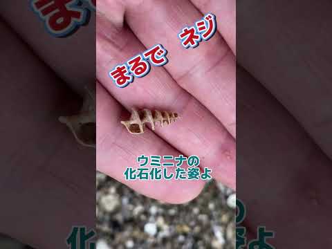 巻貝ドリル！化石化したウミニナ貝の末路は骸骨化でした！ #shorts #short