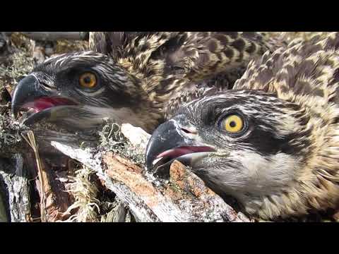 Two osprey chicks successfully raised at Loch Arkaig (2021)