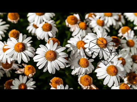 Felix E & Michael Ritter - Gegenliebe (Original Mix) [Deep House / Everything Will Be OK]