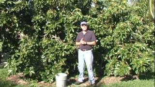 A09 Simmonds avocado winter fertilizer