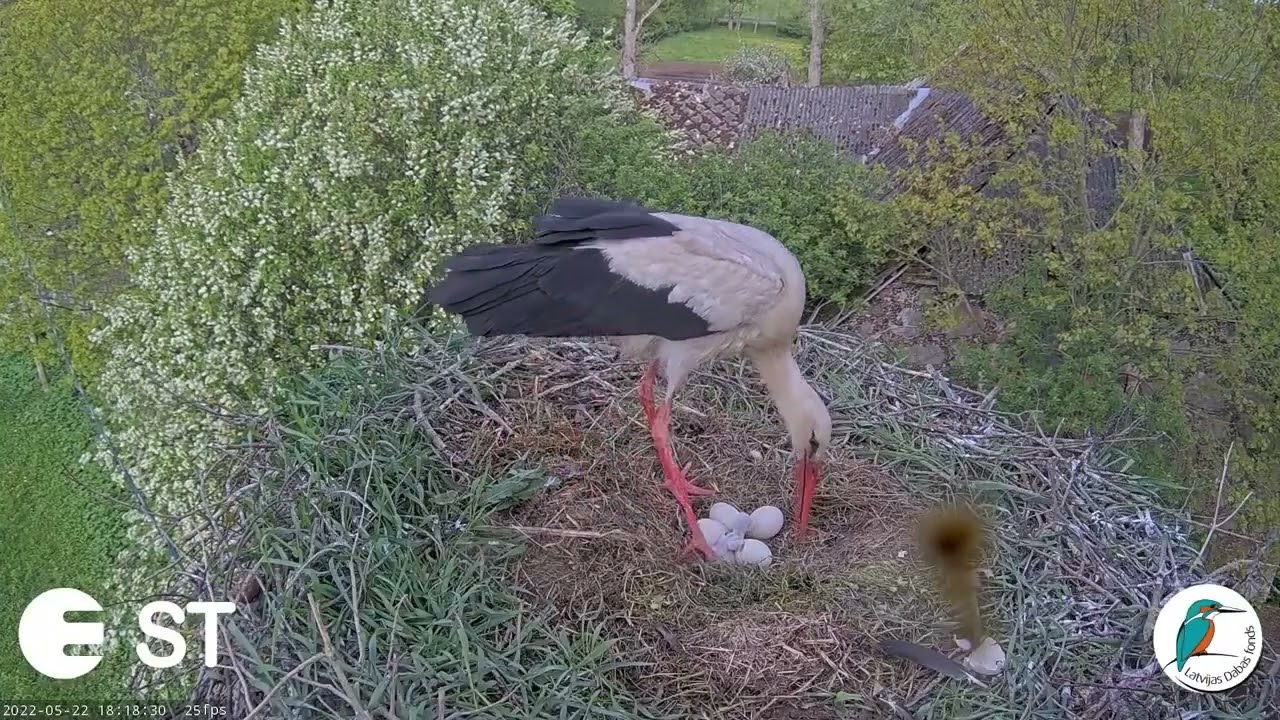 Stārķu ligzdā Tukuma pusē nedēļas nogalē izšķīlušies pirmie mazuļi/VIDEO/