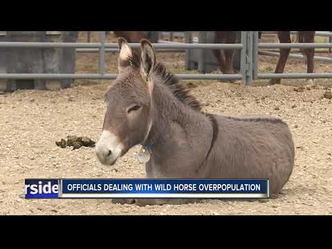 Officials examine ways to limit wild horse population growth